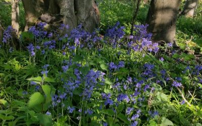 Alnmouth Bluebell Woods